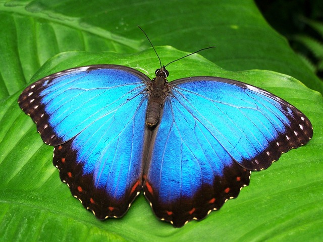 exotický motýl